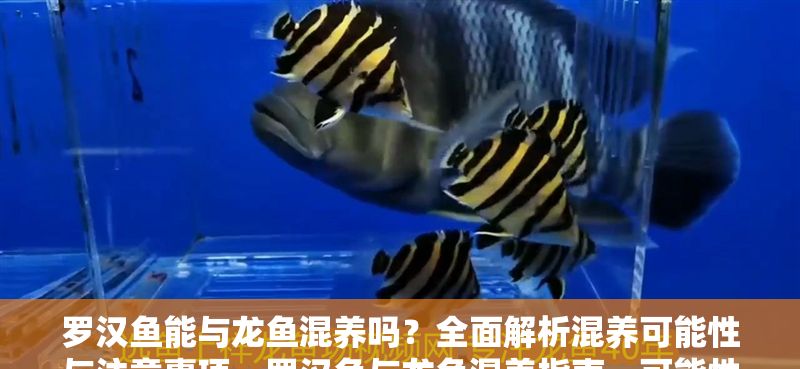 羅漢魚能與龍魚混養(yǎng)嗎？全面解析混養(yǎng)可能性與注意事項，羅漢魚與龍魚混養(yǎng)指南，可能性分析及關鍵注意事項