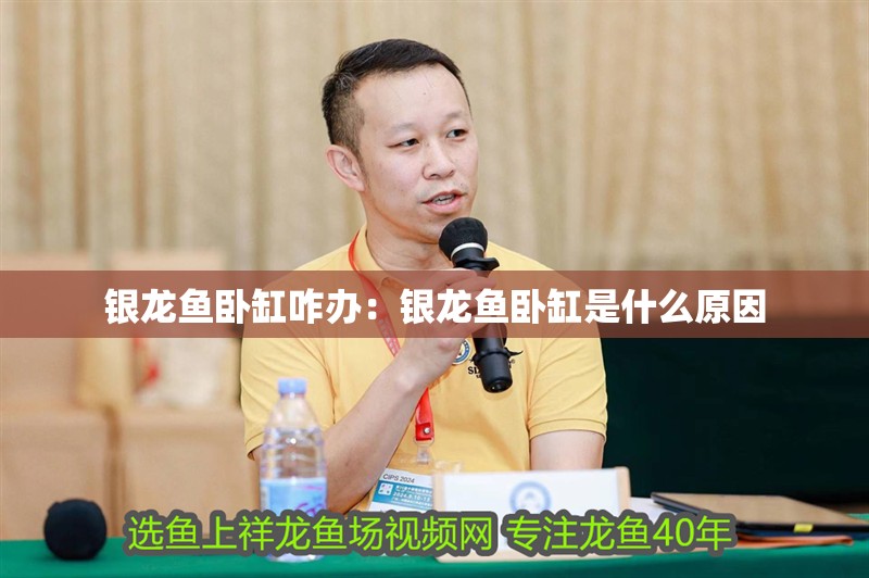 銀龍魚臥缸咋辦：銀龍魚臥缸是什么原因 銀龍魚臥缸咋辦：銀龍魚臥缸是什么原因 水族問(wèn)答