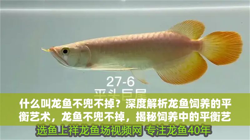 什么叫龍魚不兜不掉？深度解析龍魚飼養的平衡藝術，龍魚不兜不掉，揭秘飼養中的平衡藝術與關鍵技巧