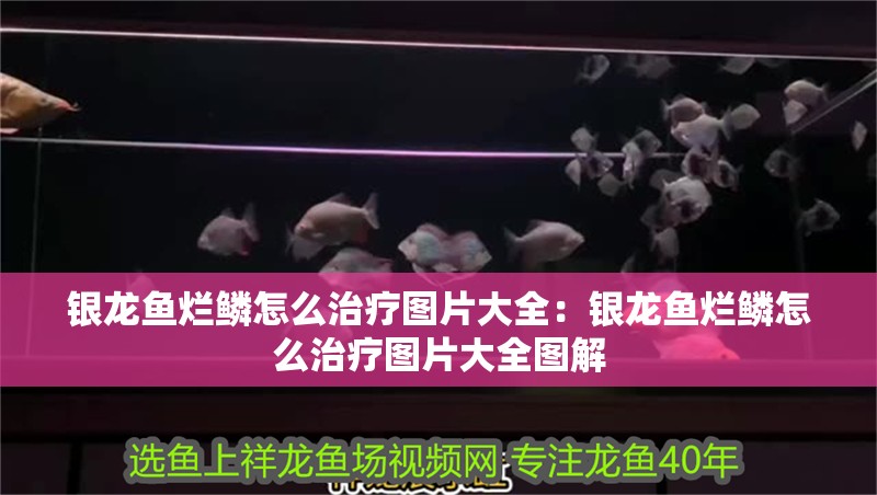銀龍魚爛鱗怎么治療圖片大全：銀龍魚爛鱗怎么治療圖片大全圖解