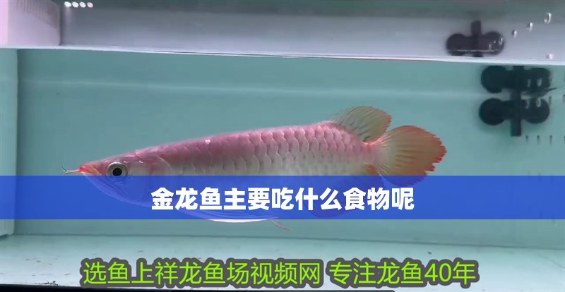 金龍魚主要吃什么食物呢