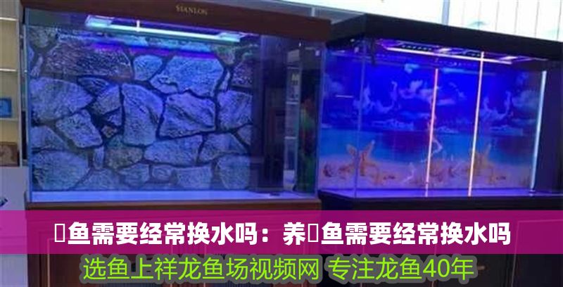 魟魚需要經常換水嗎：養魟魚需要經常換水嗎