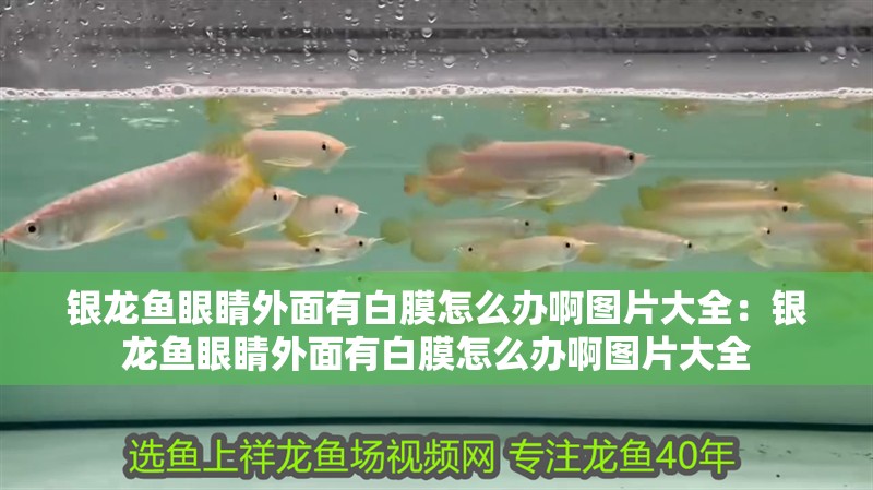 銀龍魚眼睛外面有白膜怎么辦啊圖片大全：銀龍魚眼睛外面有白膜怎么辦啊圖片大全 銀龍魚眼睛外面有白膜怎么辦啊圖片大全：銀龍魚眼睛外面有白膜怎么辦啊圖片大全 水族問答