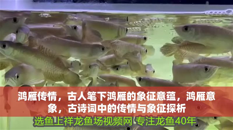 鴻雁傳情，古人筆下鴻雁的象征意蘊，鴻雁意象，古詩詞中的傳情與象征探析