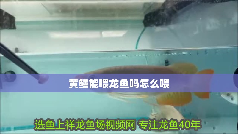 黃鱔能喂龍魚嗎怎么喂 黃鱔能喂龍魚嗎怎么喂 龍魚百科 第2張
