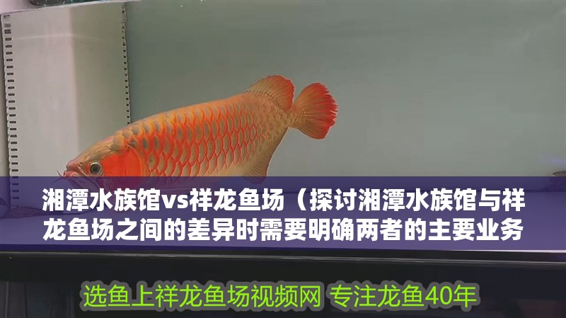 湘潭水族館vs祥龍魚場(探討湘潭水族館與祥龍魚場之間的差異時需要明確兩者的主要業(yè)務(wù)和特點) 全國水族館企業(yè)名錄 第1張 湘潭水族館vs祥龍魚場(探討湘潭水族館與祥龍魚場之間的差異時需要明確兩者的主要業(yè)務(wù)和特點) 湘潭水族館vs祥龍魚場(探討湘潭水族館與祥龍魚場之間的差異時需要明確兩者的主要業(yè)務(wù)和特點) 全國水族館企業(yè)名錄 第1張