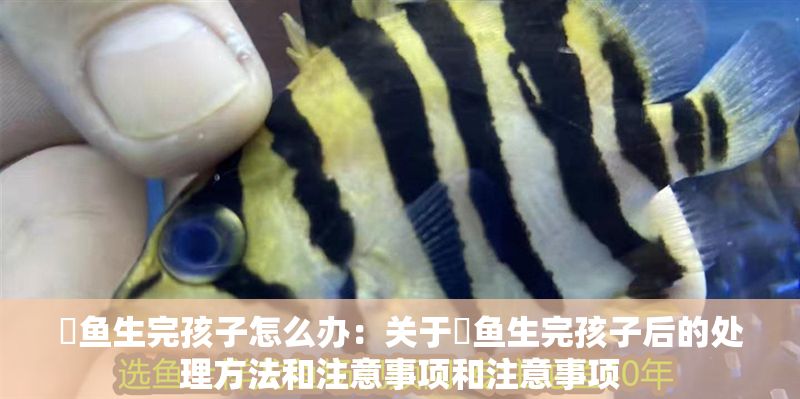 魟魚生完孩子怎么辦:關(guān)于魟魚生完孩子后的處理方法和注意事項和注意事項 魟魚百科 第2張 魟魚生完孩子怎么辦:關(guān)于魟魚生完孩子后的處理方法和注意事項和注意事項 魟魚生完孩子怎么辦:關(guān)于魟魚生完孩子后的處理方法和注意事項和注意事項 魟魚百科 第2張