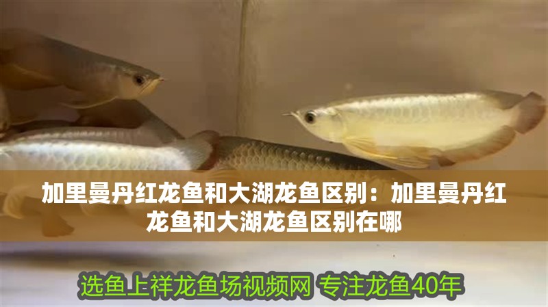 加里曼丹紅龍魚和大湖龍魚區(qū)別：加里曼丹紅龍魚和大湖龍魚區(qū)別在哪 加里曼丹紅龍魚和大湖龍魚區(qū)別：加里曼丹紅龍魚和大湖龍魚區(qū)別在哪 水族問答