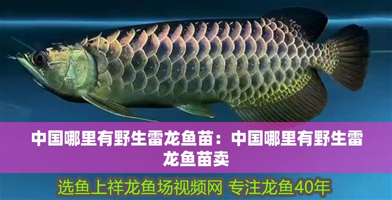 中國哪里有野生雷龍魚苗：中國哪里有野生雷龍魚苗賣
