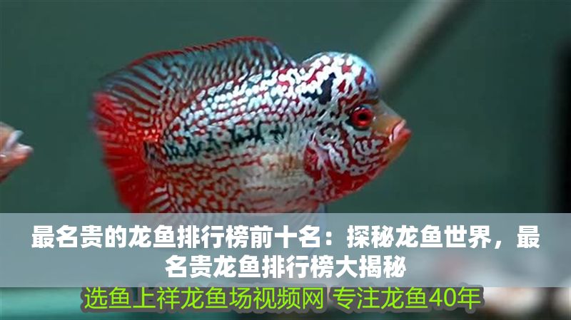 最名貴的龍魚排行榜前十名：探秘龍魚世界，最名貴龍魚排行榜大揭秘