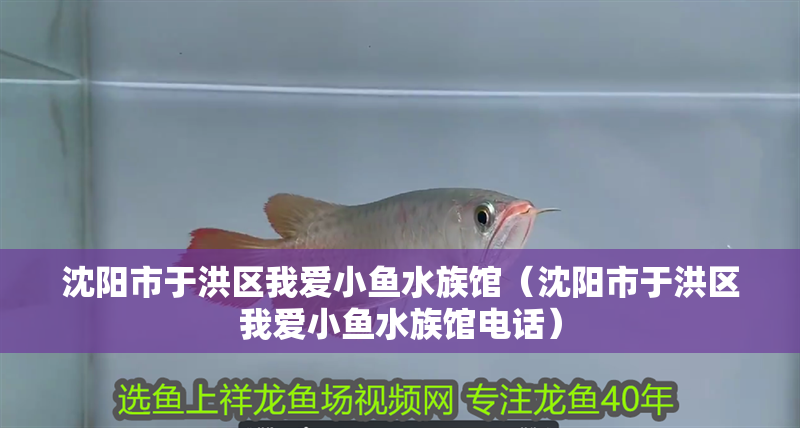 沈陽市于洪區我愛小魚水族館（沈陽市于洪區我愛小魚水族館電話）