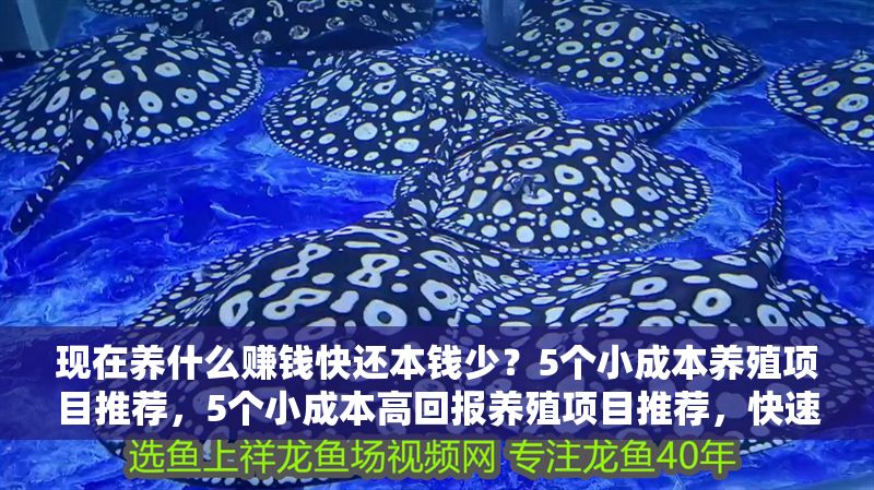 現(xiàn)在養(yǎng)什么賺錢快還本錢少？5個(gè)小成本養(yǎng)殖項(xiàng)目推薦，5個(gè)小成本高回報(bào)養(yǎng)殖項(xiàng)目推薦，快速賺錢低投入