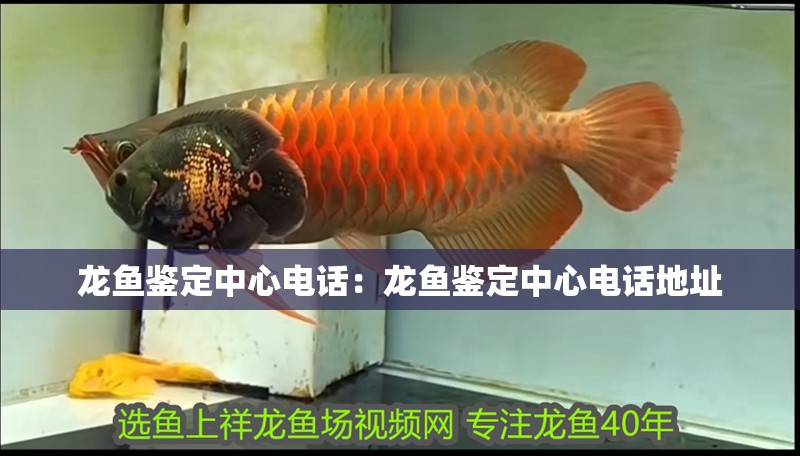 龍魚鑒定中心電話：龍魚鑒定中心電話地址