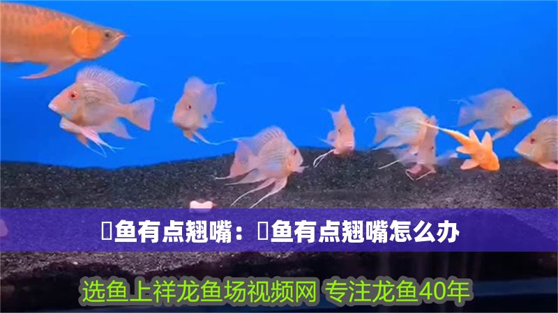 魟魚有點翹嘴：魟魚有點翹嘴怎么辦
