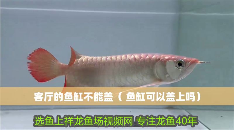 客廳的魚缸不能蓋（ 魚缸可以蓋上嗎） 客廳的魚缸不能蓋（ 魚缸可以蓋上嗎） 魟魚百科 第1張