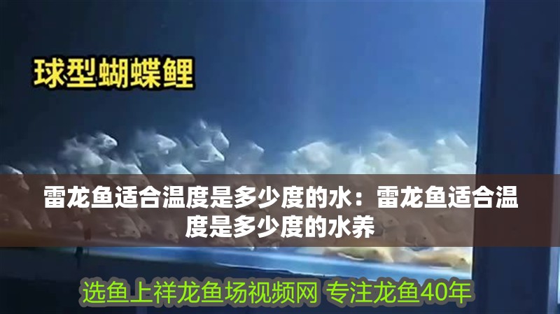 雷龍魚適合溫度是多少度的水：雷龍魚適合溫度是多少度的水養