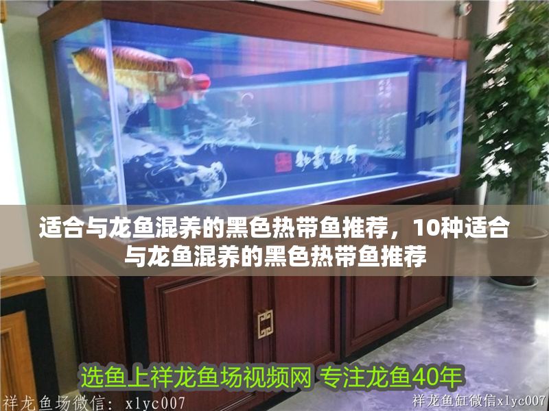 適合與龍魚混養的黑色熱帶魚推薦，10種適合與龍魚混養的黑色熱帶魚推薦 適合與龍魚混養的黑色熱帶魚推薦，10種適合與龍魚混養的黑色熱帶魚推薦 龍魚百科 第1張