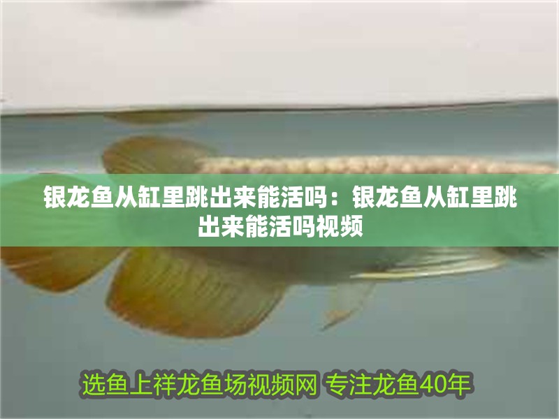 銀龍魚從缸里跳出來能活嗎：銀龍魚從缸里跳出來能活嗎視頻