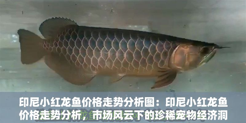 印尼小紅龍魚價格走勢分析圖：印尼小紅龍魚價格走勢分析，市場風云下的珍稀寵物經濟洞察