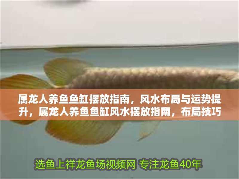 屬龍人養魚魚缸擺放指南，風水布局與運勢提升，屬龍人養魚魚缸風水擺放指南，布局技巧與運勢提升全解析 屬龍人養魚魚缸擺放指南，風水布局與運勢提升，屬龍人養魚魚缸風水擺放指南，布局技巧與運勢提升全解析 龍魚百科 第1張