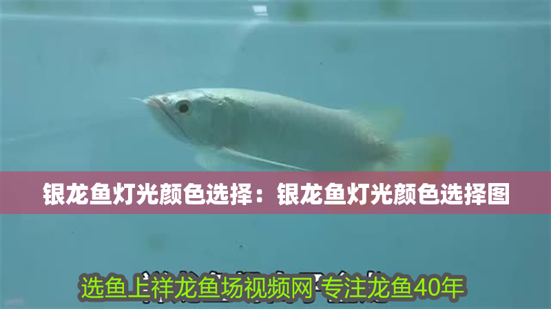銀龍魚燈光顏色選擇：銀龍魚燈光顏色選擇圖