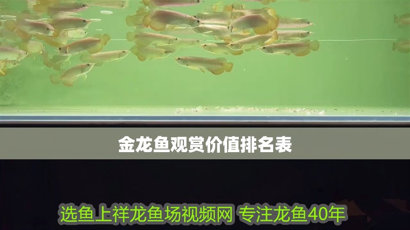 金龍魚(yú)觀賞價(jià)值排名表