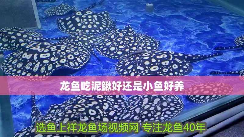 龍魚吃泥鰍好還是小魚好養