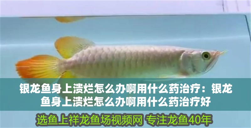 銀龍魚身上潰爛怎么辦啊用什么藥治療：銀龍魚身上潰爛怎么辦啊用什么藥治療好