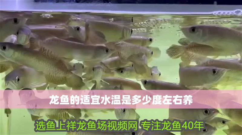 龍魚的適宜水溫是多少度左右養