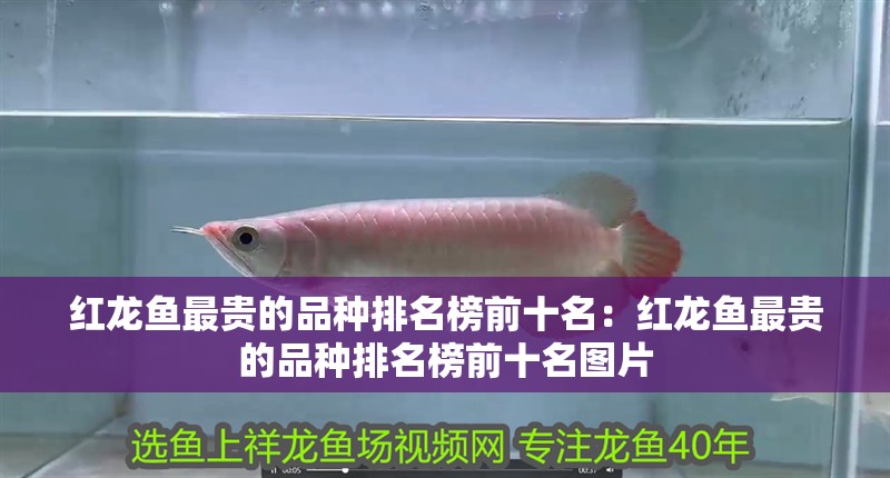 紅龍魚(yú)最貴的品種排名榜前十名：紅龍魚(yú)最貴的品種排名榜前十名圖片
