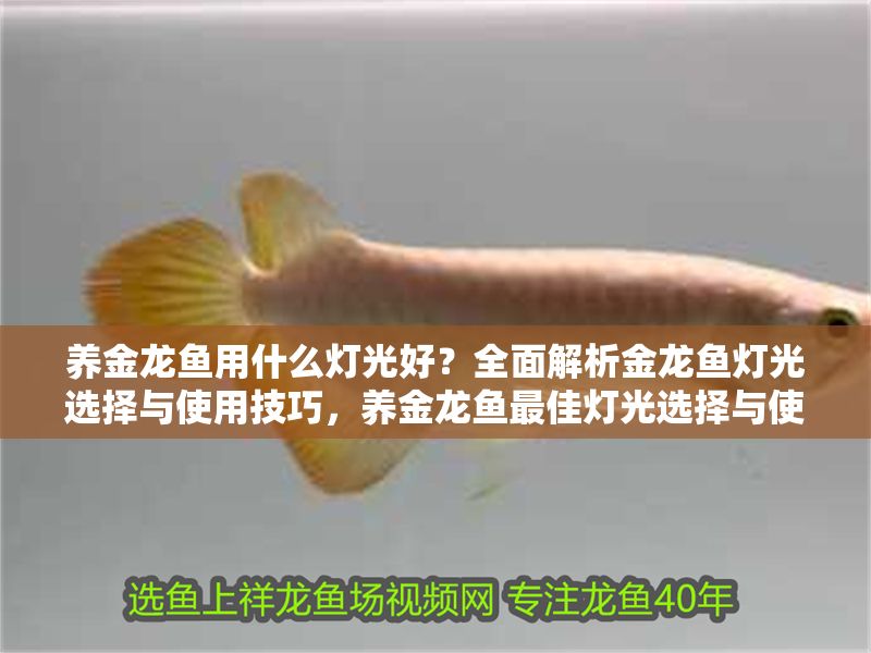 養金龍魚用什么燈光好？全面解析金龍魚燈光選擇與使用技巧，養金龍魚最佳燈光選擇與使用技巧全解析