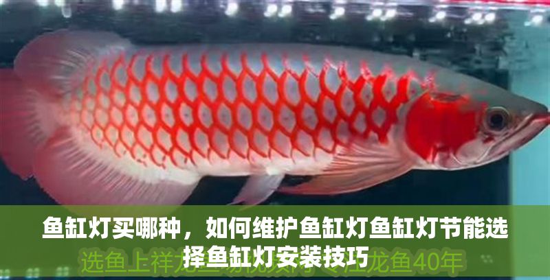 魚缸燈買哪種，如何維護魚缸燈魚缸燈節能選擇魚缸燈安裝技巧