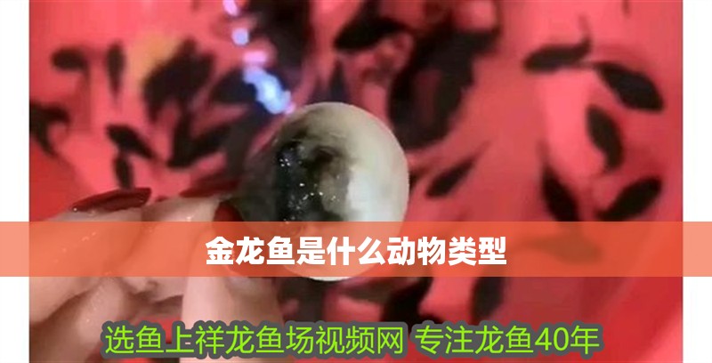 金龍魚是什么動物類型