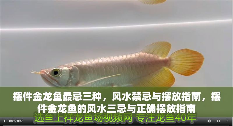 擺件金龍魚最忌三種,風水禁忌與擺放指南,擺件金龍魚的風水三忌與正確擺放指南 龍魚百科 第1張 擺件金龍魚最忌三種,風水禁忌與擺放指南,擺件金龍魚的風水三忌與正確擺放指南 擺件金龍魚最忌三種,風水禁忌與擺放指南,擺件金龍魚的風水三忌與正確擺放指南 龍魚百科 第1張