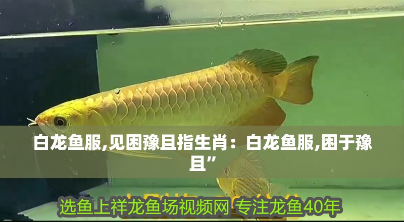 白龍魚服,見困豫且指生肖：白龍魚服,困于豫且”