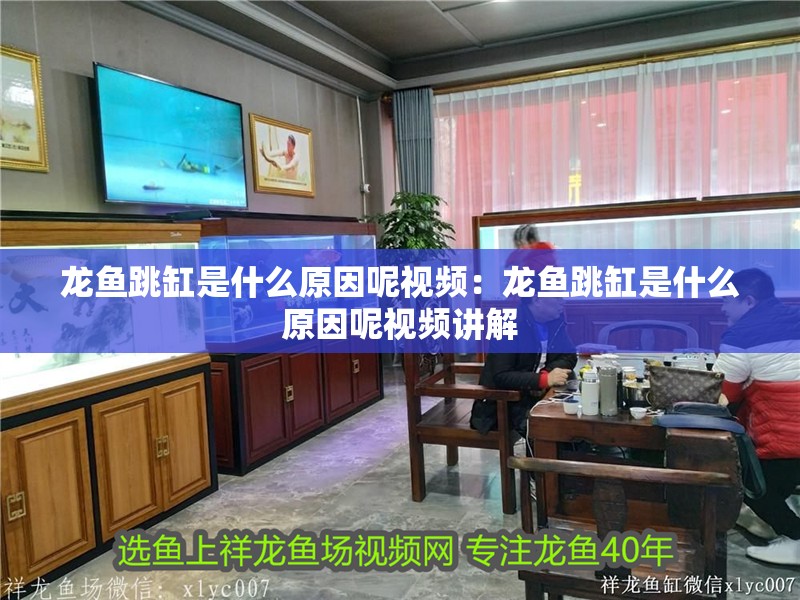 龍魚跳缸是什么原因呢視頻：龍魚跳缸是什么原因呢視頻講解