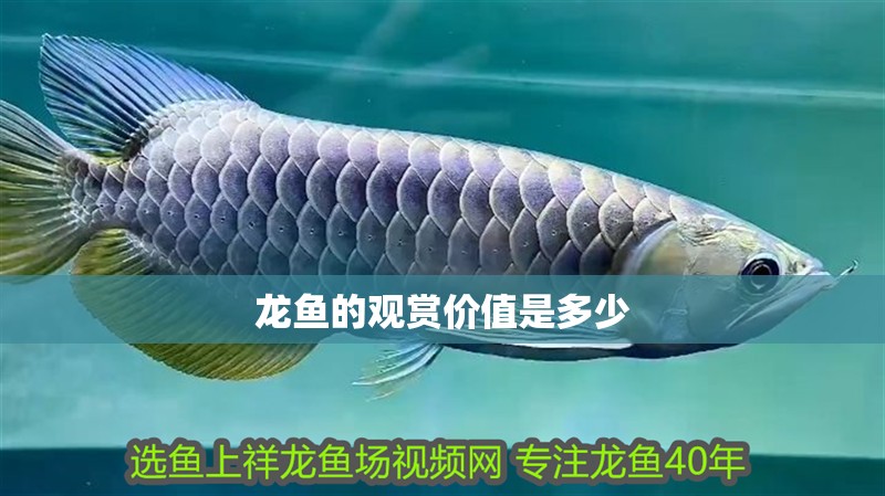 龍魚的觀賞價值是多少