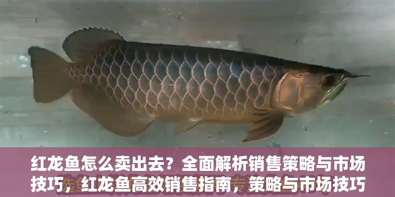 紅龍魚怎么賣出去？全面解析銷售策略與市場技巧，紅龍魚高效銷售指南，策略與市場技巧全解析