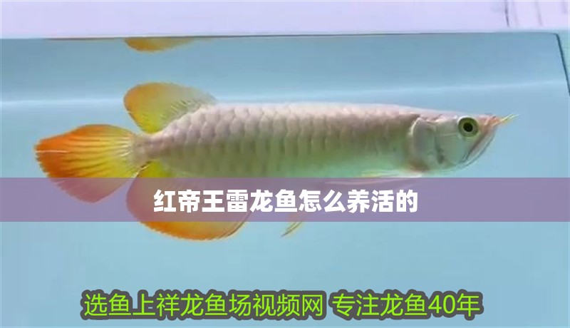 紅帝王雷龍魚怎么養活的