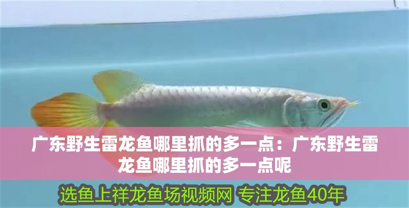 廣東野生雷龍魚哪里抓的多一點(diǎn)：廣東野生雷龍魚哪里抓的多一點(diǎn)呢