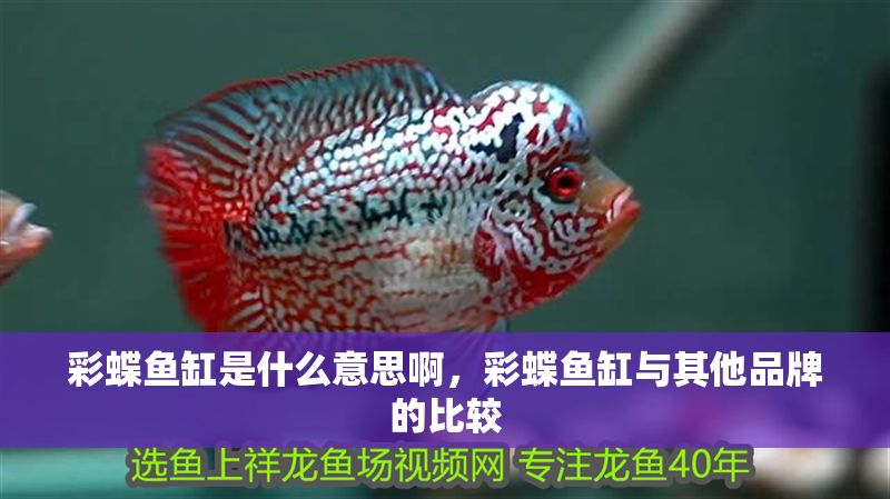 彩蝶魚(yú)缸是什么意思啊，彩蝶魚(yú)缸與其他品牌的比較