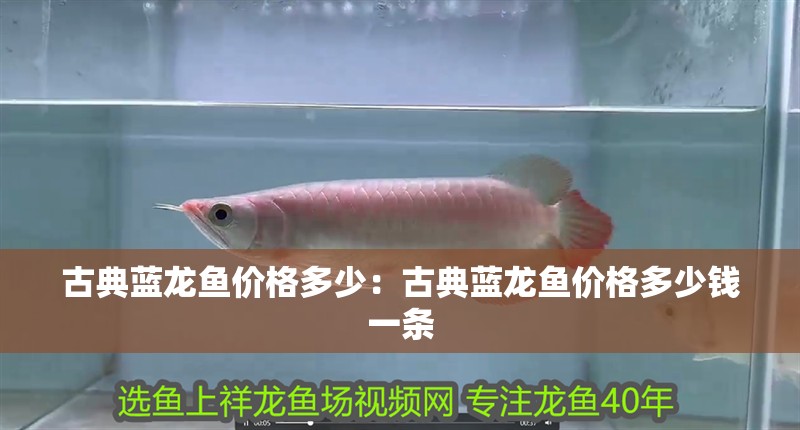 古典藍龍魚價格多少：古典藍龍魚價格多少錢一條