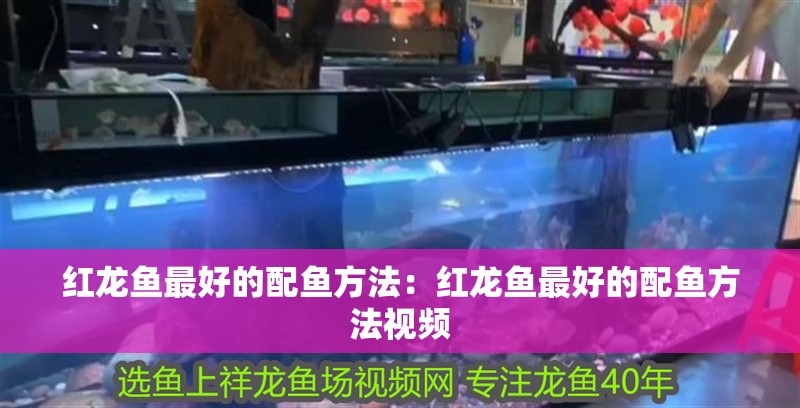 紅龍魚(yú)最好的配魚(yú)方法：紅龍魚(yú)最好的配魚(yú)方法視頻