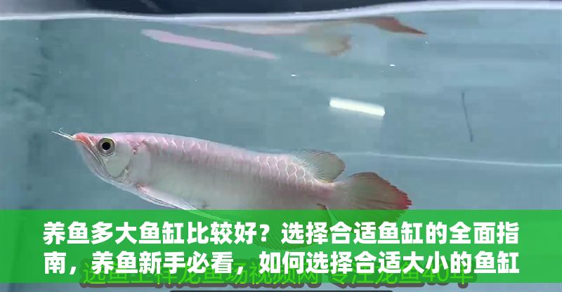 養魚多大魚缸比較好？選擇合適魚缸的全面指南，養魚新手必看，如何選擇合適大小的魚缸？