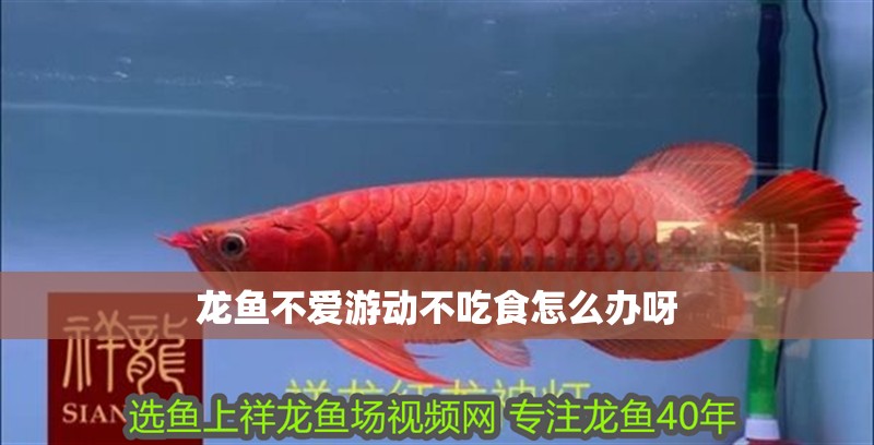 龍魚不愛游動不吃食怎么辦呀