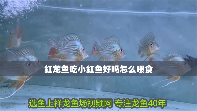 紅龍魚吃小紅魚好嗎怎么喂食