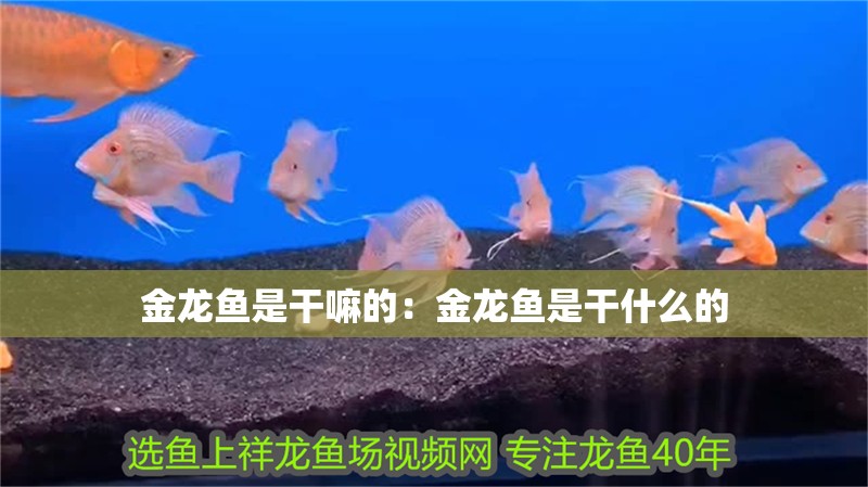 金龍魚是干嘛的:金龍魚是干什么的 水族問答 金龍魚是干嘛的:金龍魚是干什么的 金龍魚是干嘛的:金龍魚是干什么的 水族問答