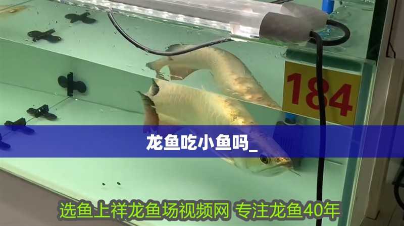 龍魚吃小魚嗎_ 龍魚百科 第2張 龍魚吃小魚嗎_ 龍魚吃小魚嗎_ 龍魚百科 第2張