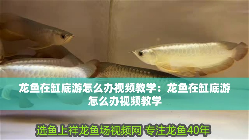 龍魚在缸底游怎么辦視頻教學：龍魚在缸底游怎么辦視頻教學