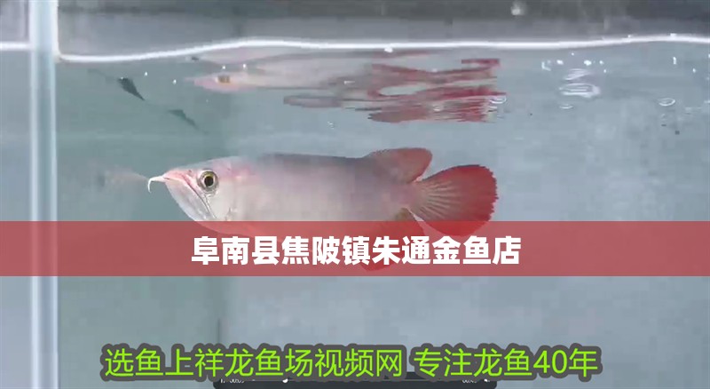 阜南縣焦陂鎮朱通金魚店 阜南縣焦陂鎮朱通金魚店 全國水族館企業名錄 第2張